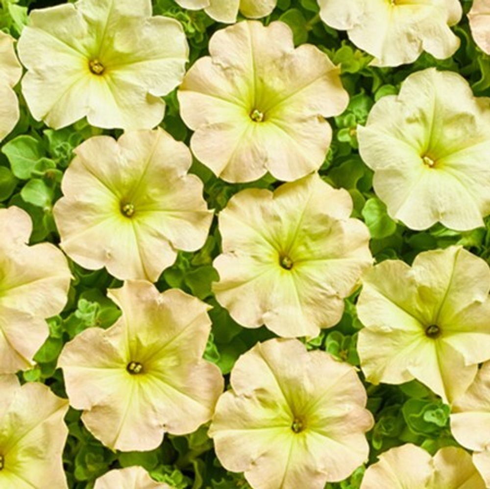 Петуния многоцветковая Надежда F1 25шт.