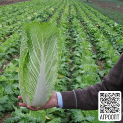 Таранко F1 семена капусты пекинской (Bejo / Бейо)