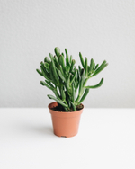 Толстянка Хоббит