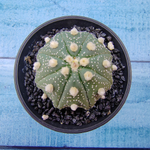 Astrophytum Asterias (Астрофитум)