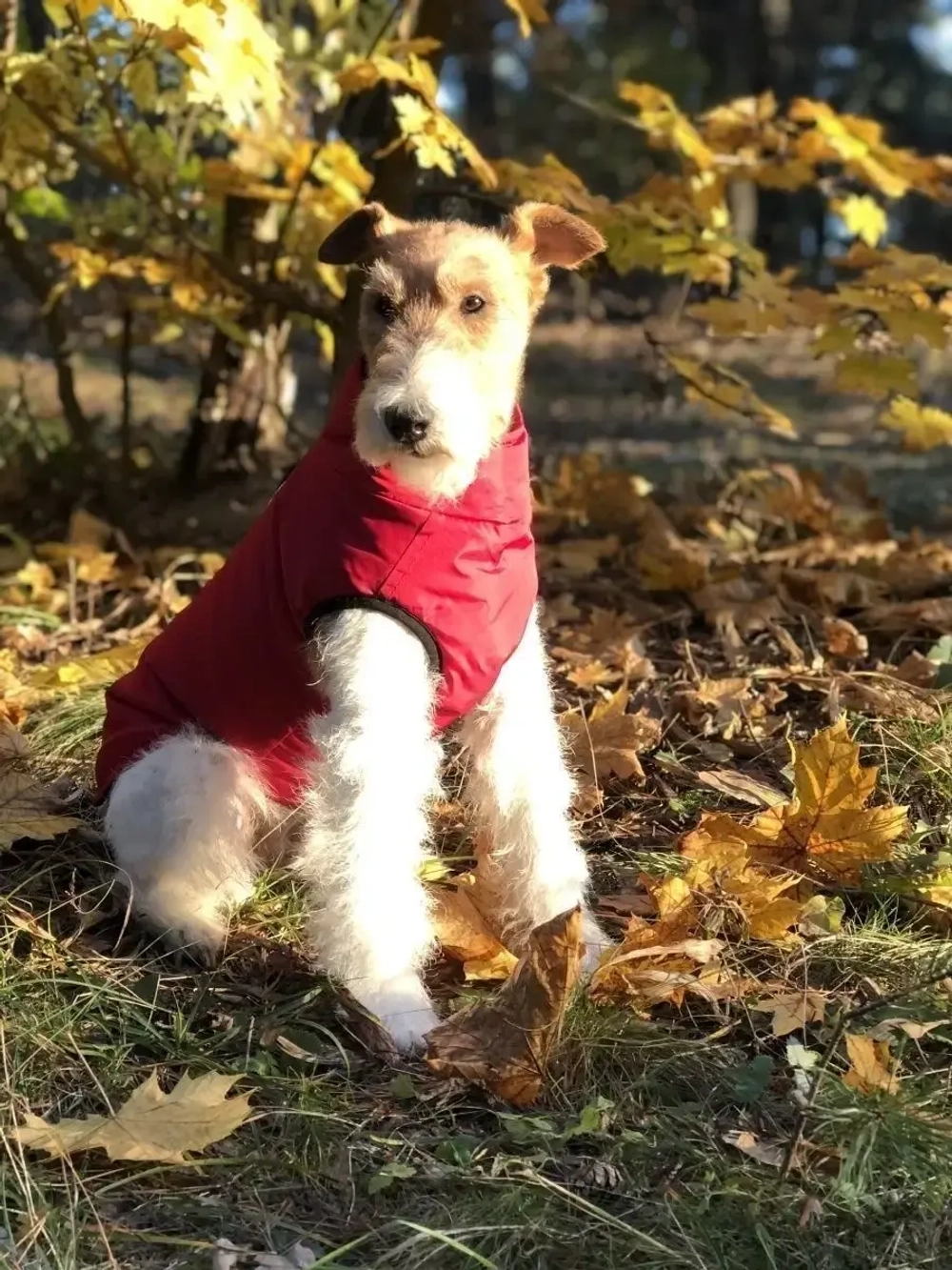 Одежда жилет для собак мелких средних крупных пород