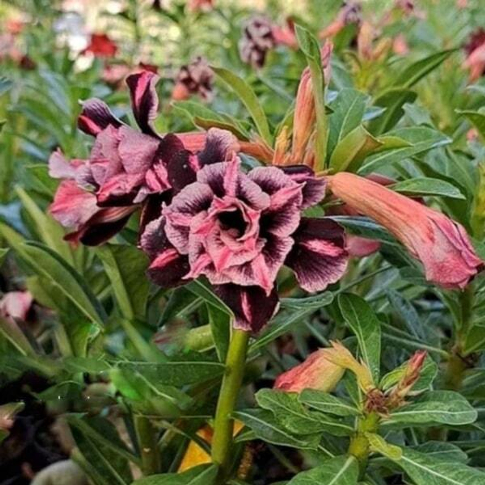 Адениум BLACK PINK