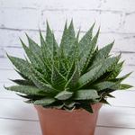 Aloe Aristata (Алоэ)