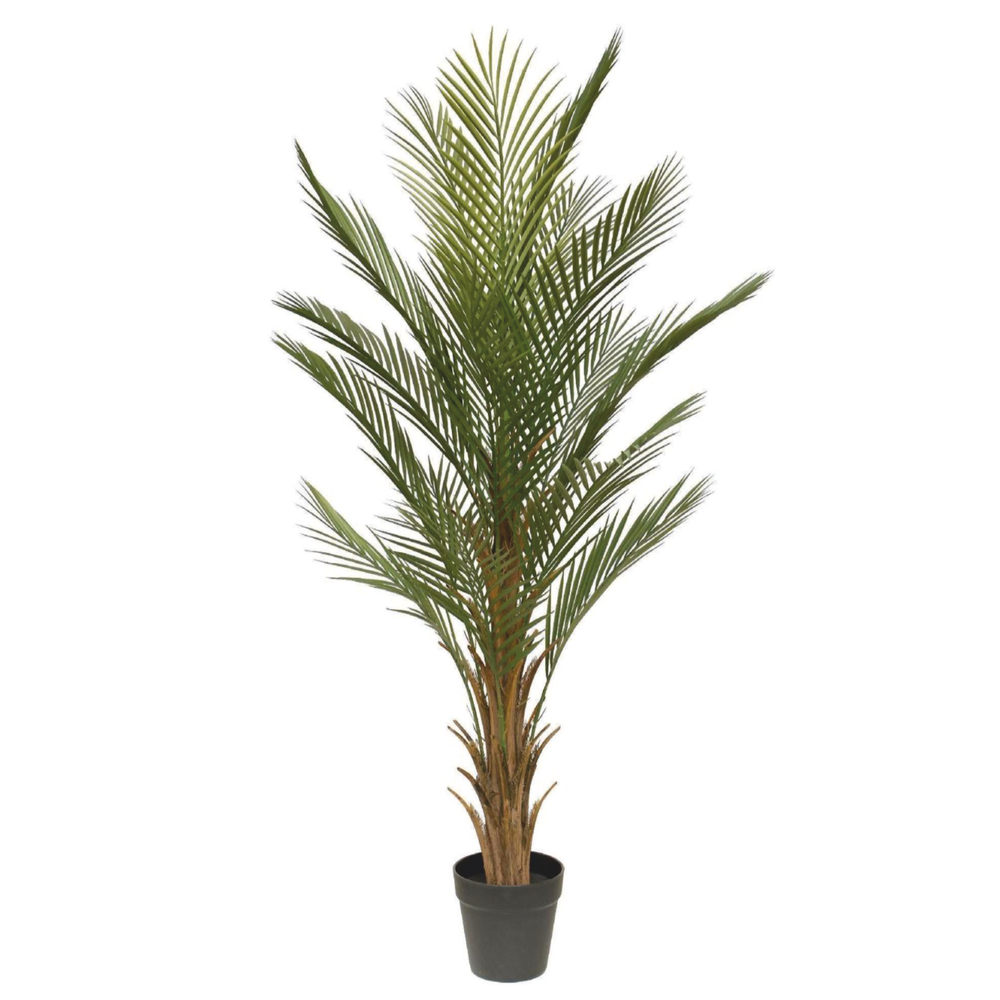 Пальма Дипсис 120 см.