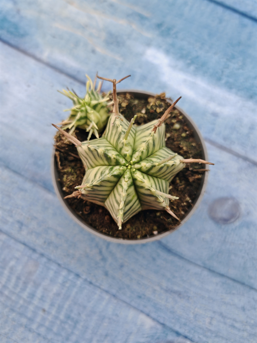 Euphorbia meloformis f. Variegated (Эуфорбия вариегатная)