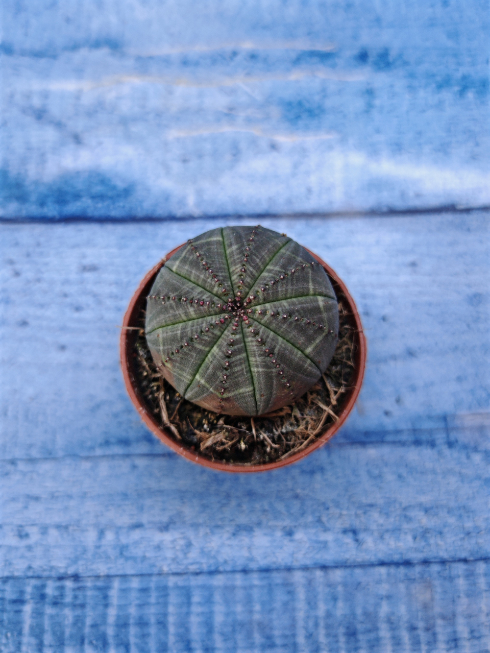 Euphorbia Obesa (Эуфорбия)