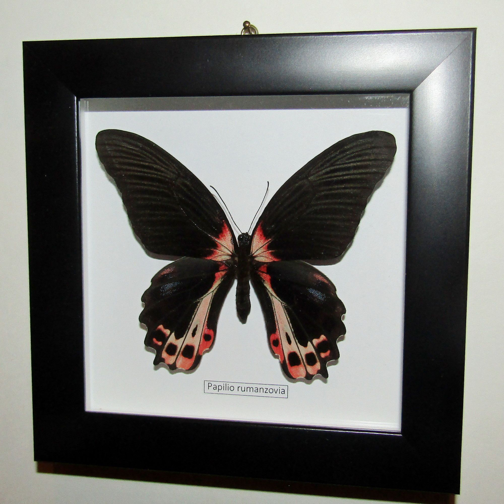 Бабочка Historis odius в рамке