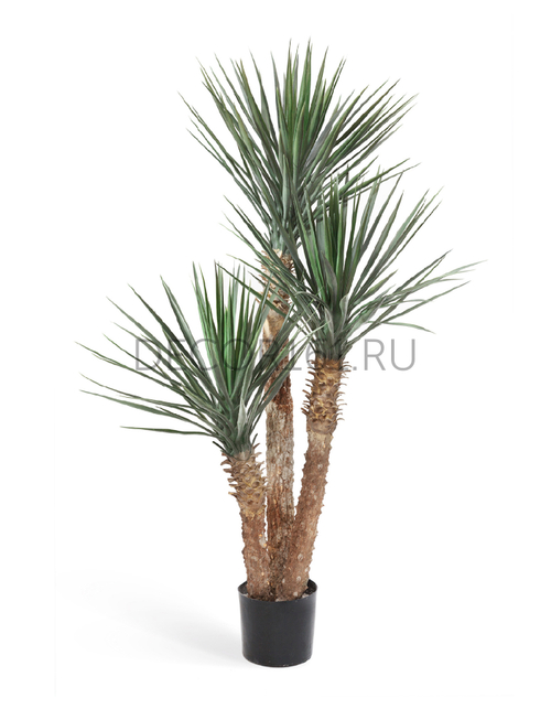 Юкка Рострата 3 ствола 155 см 2/2 10.48005PL