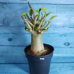 Adenium Baobab (Адениум)
