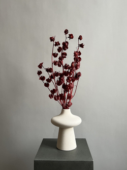 Физалис стабилизированный бордовый