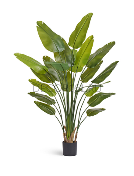 Стрелиция New Style зелёная в-180 см (20 листов) (Sensitive Botanic) UV-защитой 2/2 10.072436N/UVG