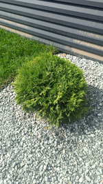 Озеленение территории