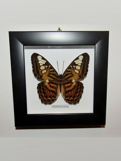 Бабочки рода Parthenos в рамке