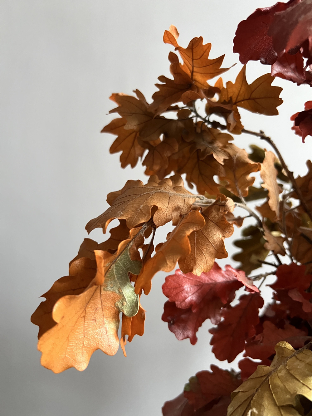 Дуб стабилизированный осенний микс