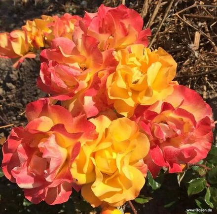 Брайт Смайлз (Bright Smiles)