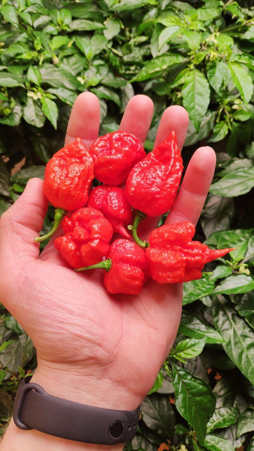 Каролина Рипер (Carolina Reaper) в ассортименте