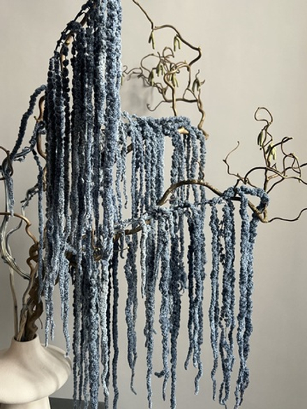 Амарант стабилизированный серый