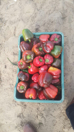 болгарский красный перец. зеленый перец, желтый перец- Египет