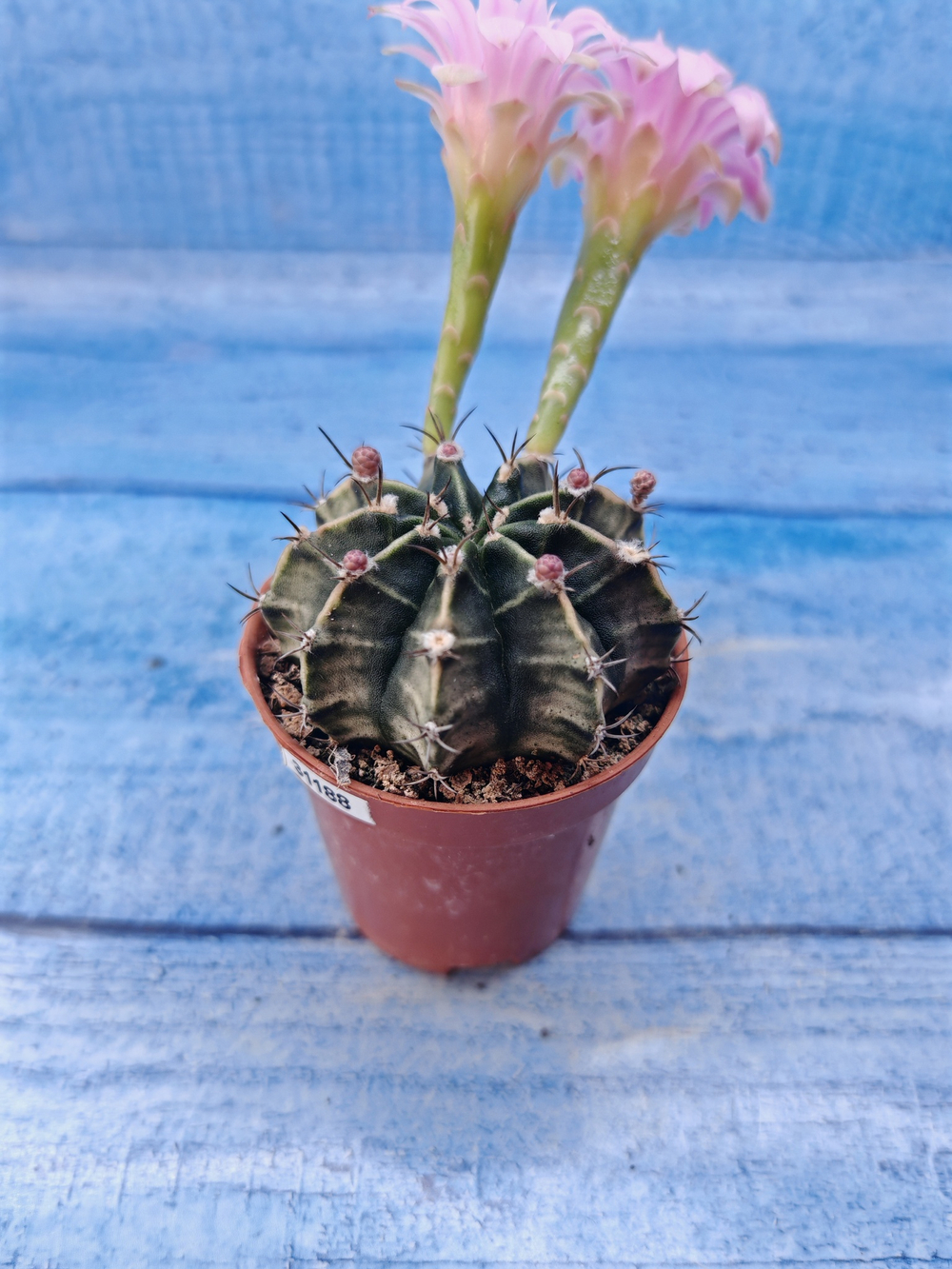Gymnocalycium Friedrichii (Гимнокалициум)