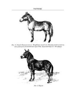 Лошади. Конские породы | Л. Симонов; И. Мердер