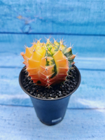 Gymnocalycium Variegata (Гимнокалициум Вариегатный)