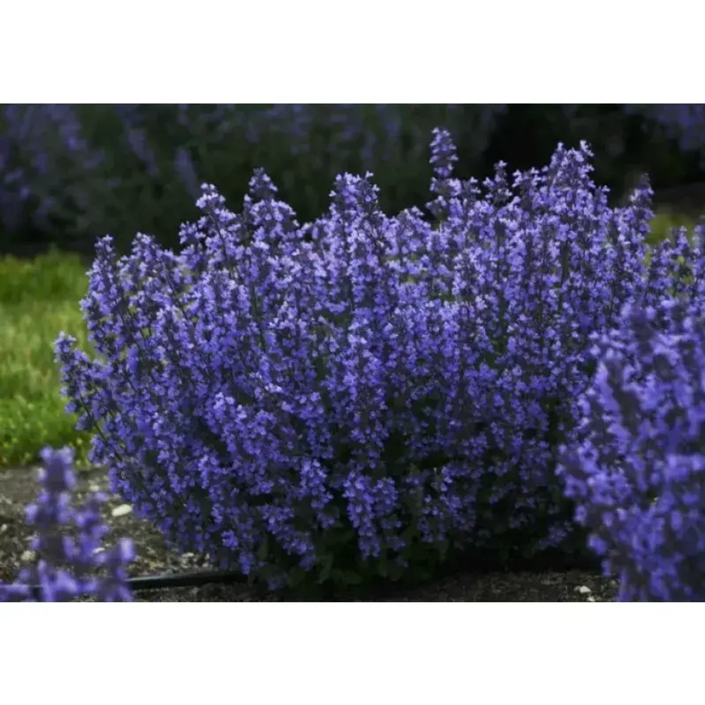 Котовник Фассена Кит Кэт С2 Закупка М39 июнь 2026