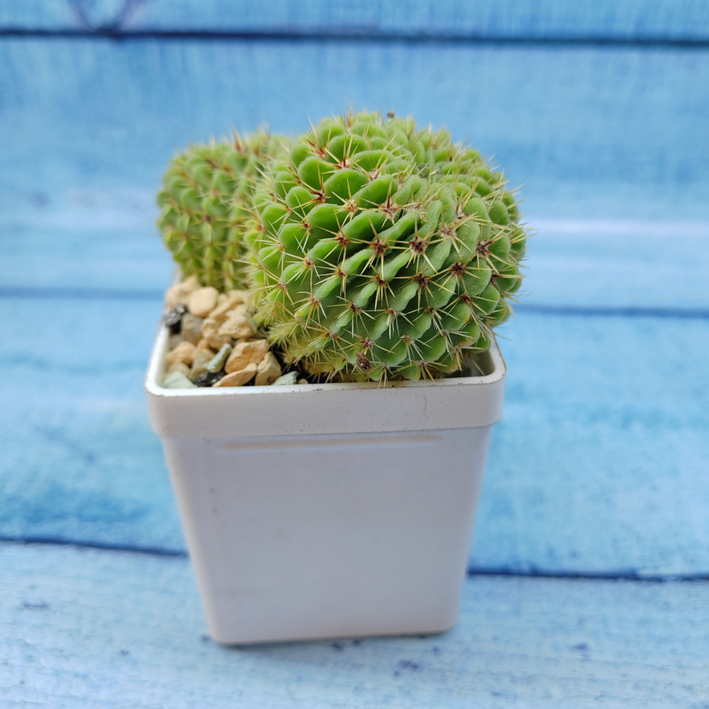 Notocactus Buiningii (Нотокактус)