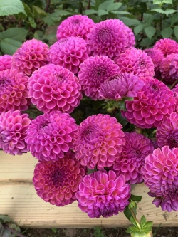 Георгин Caitlyn's Joy (корень) Закупка М55 апрель 2026