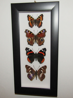 Бабочки Нимфалиды в рамке