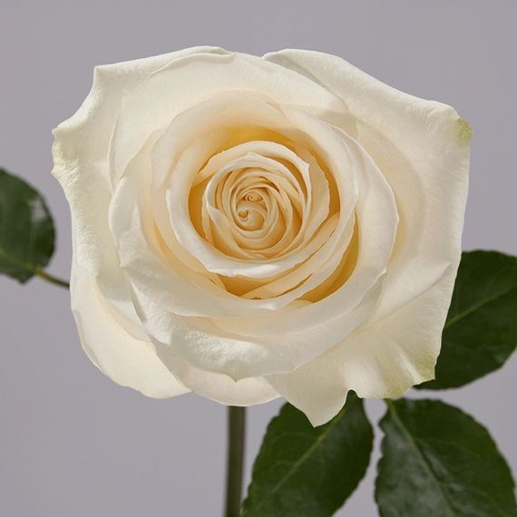 Vendella, плантация Tessa