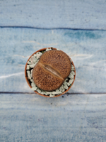 Lithops sp. (Литопсы)
