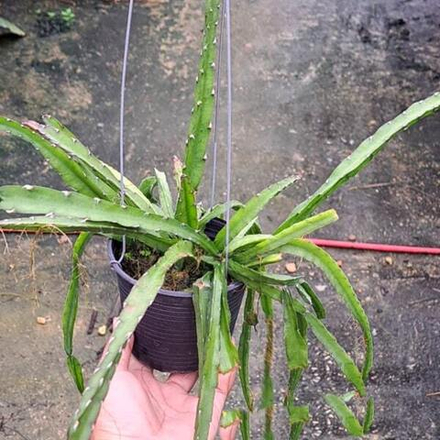 Леписмиум CRUCIFORME