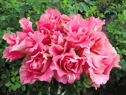 Каната (Kanata)