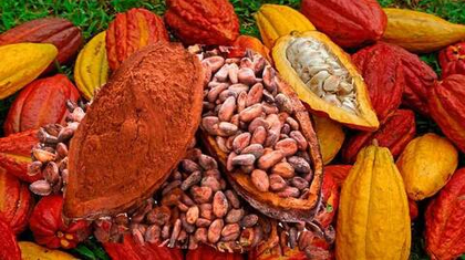 Производители какао. Часть 2