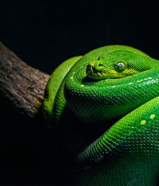 Temptation, рефилл для аромадиффузора с палочками, Ladenac Milano