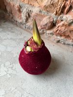 Амариллис луковица - цвет бордо