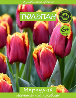 Тюльпан Луковица, Меркурий, 6+ шт