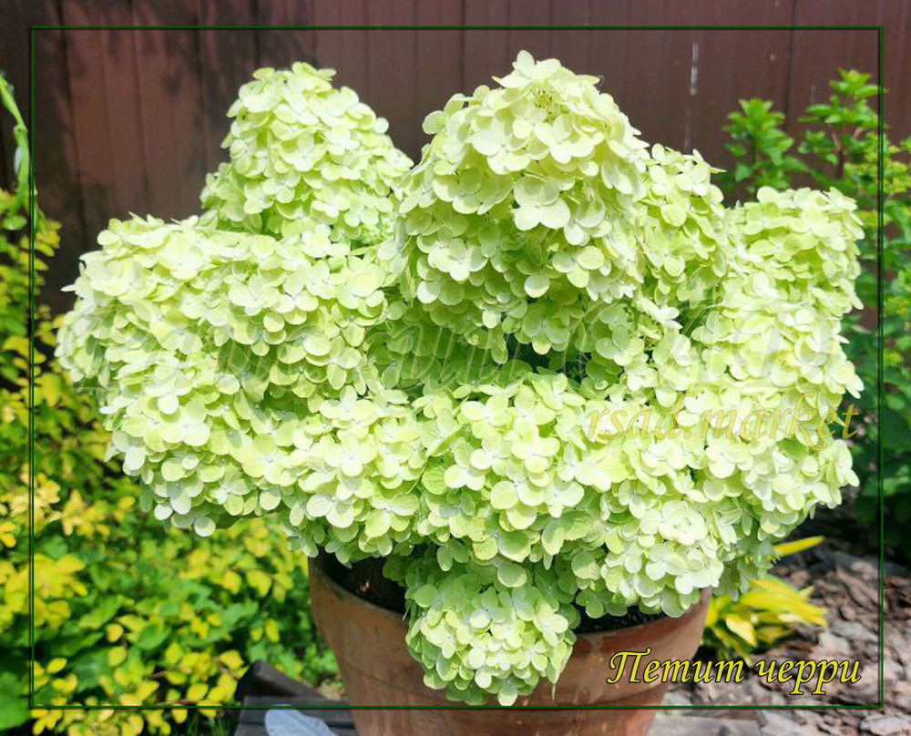 Гортензия метельчатая Петит Черри (Hydrangea paniculata "Petite Cherry")