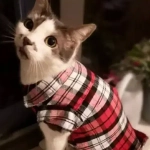 Кофта - рубашка фланелевая для мелких пород собак и кошек «BRO Style», цвет красный, р 2XL