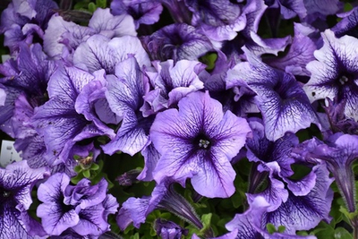 Петуния ЛИМБО GP БЛУ ВАЙНЕД