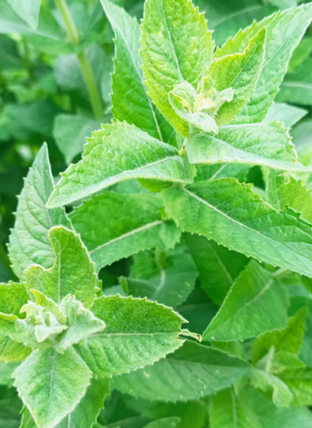 Мята сортовая Лаймовое мороженое в контейнере 0,5 л май