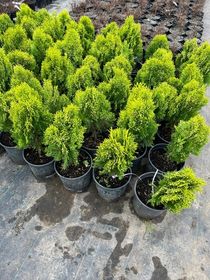 Туя восточная