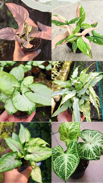 Добавили 16 сингониумов по 1000 руб.