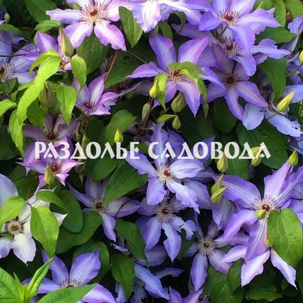 Клематис ботанический Астра Нова