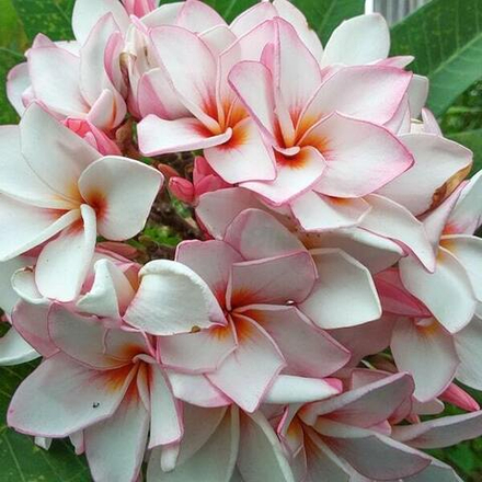 Плюмерия DIAMOND