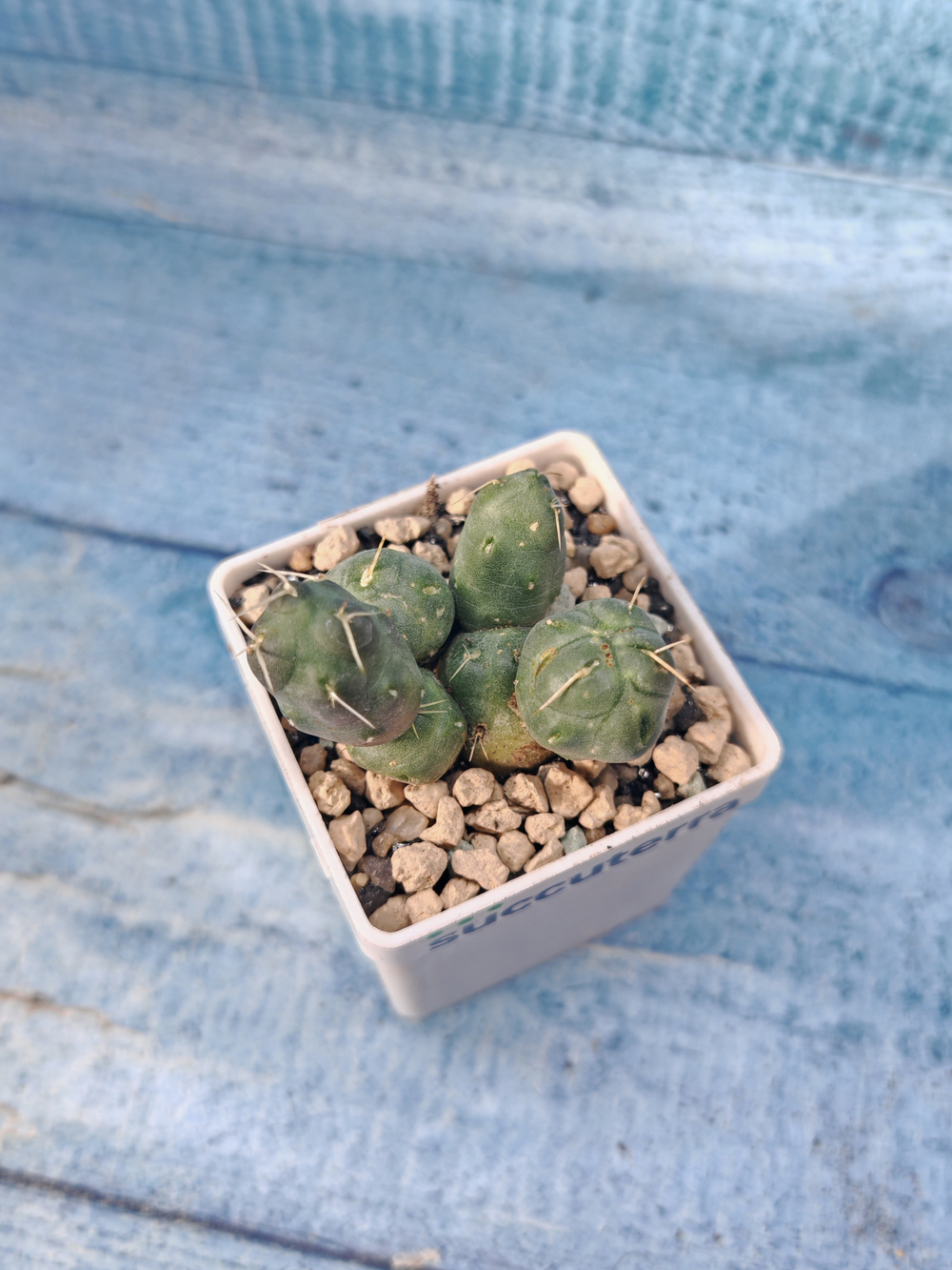 Puna Incahuasi (Пуна)