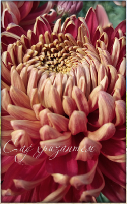 Хризантема одноголовая Бислет пурпле ☘🌻 о.63 (нет в наличии)