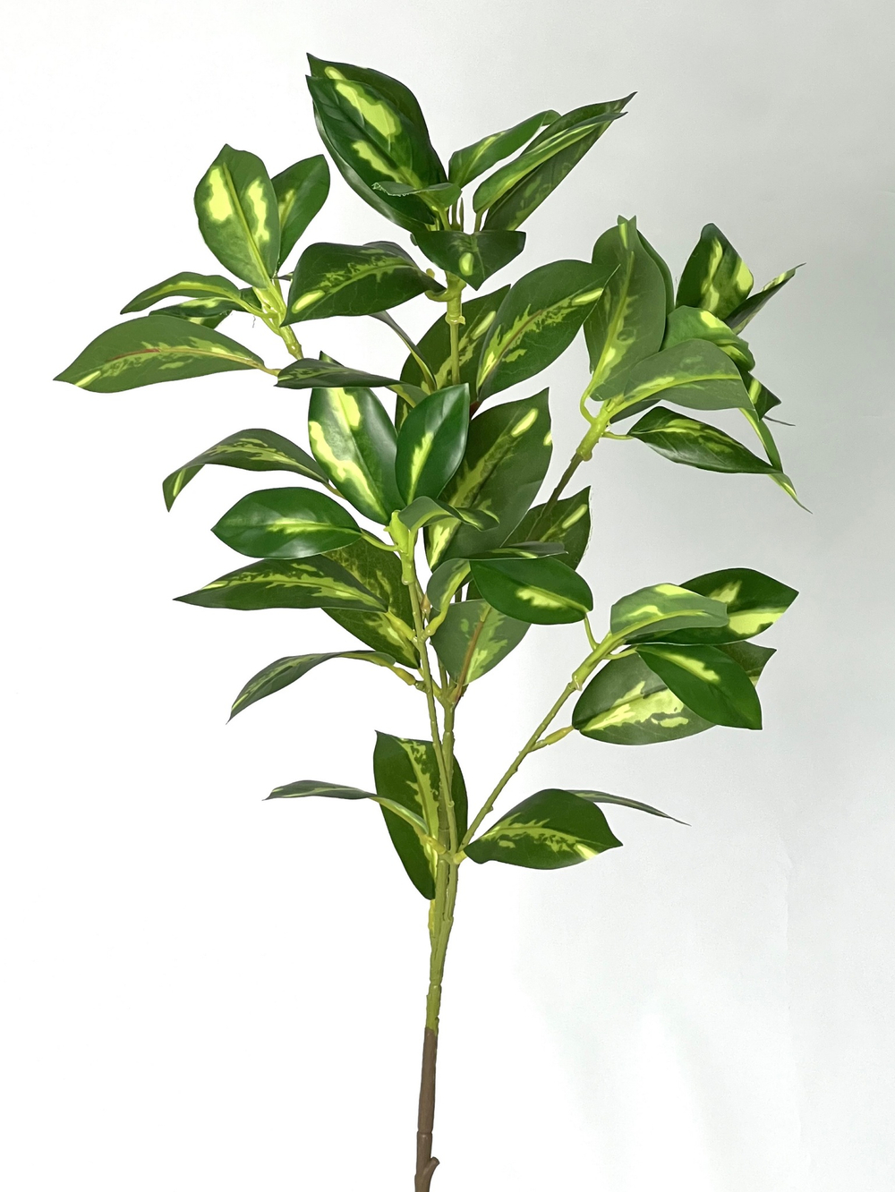 Фикус пятнистый ветка 80 см