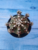 Gymnocalycium T-Rex Pink hybride (Гимнокалициум T-rex)