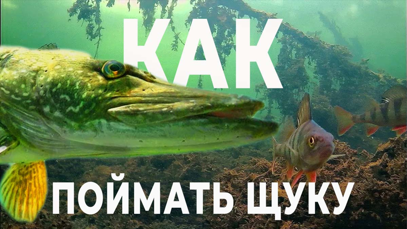 Как точно поймать щуку. Полная инструкция по ловле на спиннинг.